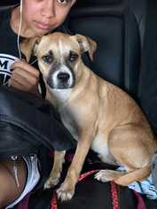 Bogle Dogs for adoption in Livermore, CA, USA