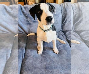 American Pit Bull Terrier-Chow Chow Mix Dogs for adoption in Princeton, MN, USA