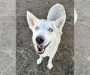 - Mix Dogs for adoption in Bakersfield, CA, USA