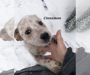 Mutt Dogs for adoption in Garden City, NY, USA