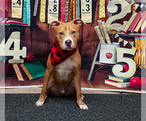 American Pit Bull Terrier Dogs for adoption in Sanford, FL, USA