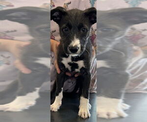 Border Collie-Unknown Mix Dogs for adoption in Plano, TX, USA