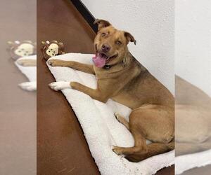 Mutt Dogs for adoption in San Antonio, TX, USA
