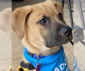 Shepradors Dogs for adoption in Cary, NC, USA