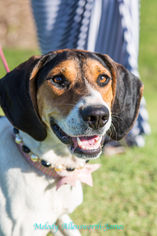 Treeing Walker Coonhound Dogs for adoption in north little rock, AR, USA