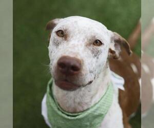 Pointer-Unknown Mix Dogs for adoption in San Antonio, TX, USA