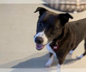 Border Collie-Unknown Mix Dogs for adoption in Bealeton, VA, USA