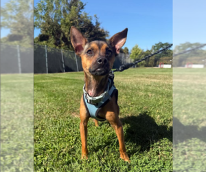 Chihuahua-Unknown Mix Dogs for adoption in Cranston, RI, USA