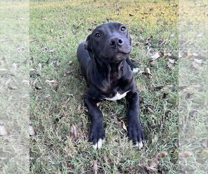 American Pit Bull Terrier-Labrador Retriever Mix Dogs for adoption in Holly Springs, NC, USA