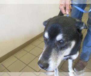 Siberian Husky-Unknown Mix Dogs for adoption in Ocala, FL, USA