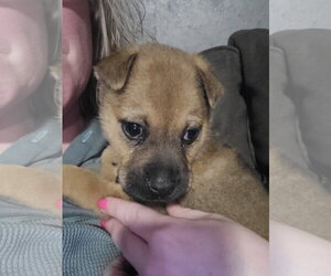 Mutt Dogs for adoption in New London, WI, USA