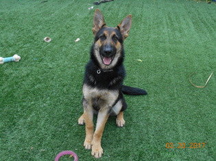 German Shepherd Dog Dogs for adoption in San Jose, CA, USA