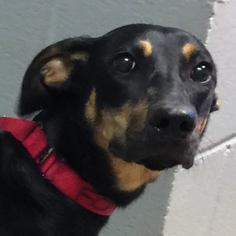 Doberman Pinscher Dogs for adoption in Rustburg, VA, USA