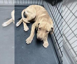 American Pit Bull Terrier-Unknown Mix Dogs for adoption in Las Vegas, NV, USA