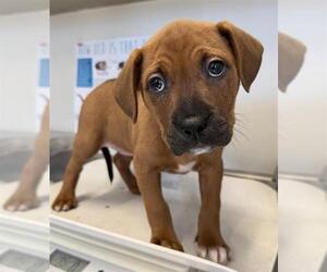 American Staffordshire Terrier-Black Mouth Cur Mix Dogs for adoption in San Antonio, TX, USA