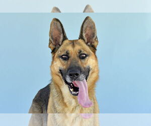German Shepherd Dog Dogs for adoption in Pasadena, CA, USA