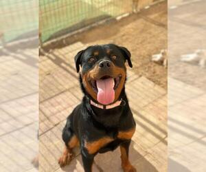Rottweiler Dogs for adoption in Santa Maria, CA, USA