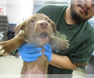 Mutt Dogs for adoption in Oklahoma City, OK, USA