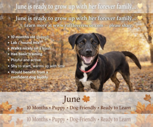 Labrador Retriever-Unknown Mix Dogs for adoption in Thomasville, NC, USA