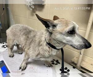 Chihuahua Dogs for adoption in Ocala, FL, USA
