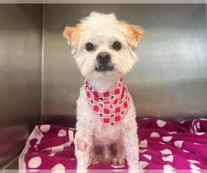 Maltipoo Dogs for adoption in Orange, CA, USA