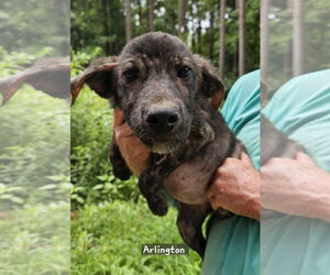 Mutt Dogs for adoption in Corinth, MS, USA