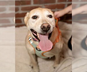 Mutt Dogs for adoption in St. Louis Park, MN, USA