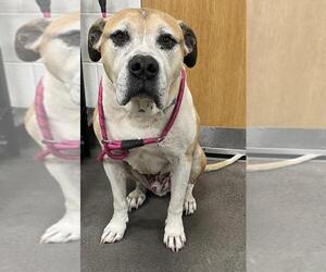 Boxer-Unknown Mix Dogs for adoption in Forestville, MD, USA