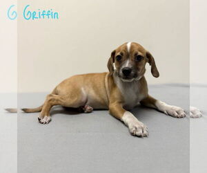 Chihuahua-Spaniel Mix Dogs for adoption in Modesto, CA, USA