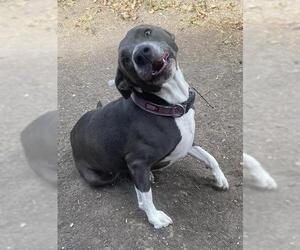 American Staffordshire Terrier-Unknown Mix Dogs for adoption in San Antonio, TX, USA