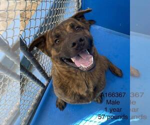 German Shepherd Dog-Unknown Mix Dogs for adoption in Calgary, Alberta, Canada
