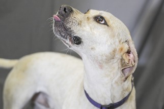 Lab-Pointer Dogs for adoption in Pensacola, FL, USA