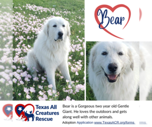 Great Pyrenees Dogs for adoption in Lillian, TX, USA