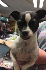 Medium Photo #1 Boston Terrier Puppy For Sale in Chico, CA, USA