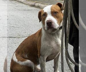 American Staffordshire Terrier-Unknown Mix Dogs for adoption in San Antonio, TX, USA