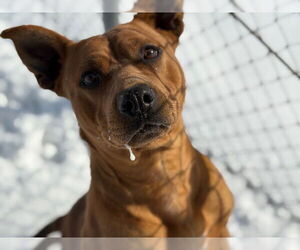 Mutt Dogs for adoption in Tulsa, OK, USA