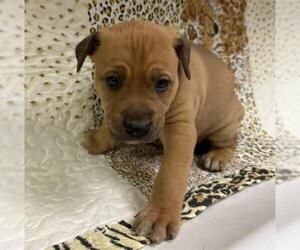 American Pit Bull Terrier-German Shepherd Dog Mix Dogs for adoption in HESPERIA, CA, USA