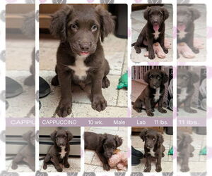 Labrador Retriever-Unknown Mix Dogs for adoption in Mesa, AZ, USA