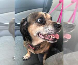 Daug Dogs for adoption in Sanford, FL, USA