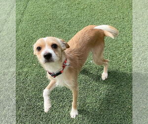 Mutt Dogs for adoption in Phoenix, AZ, USA