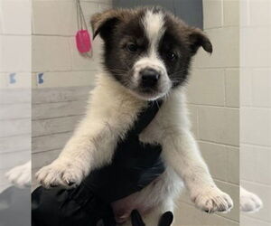 Siberian Husky-Unknown Mix Dogs for adoption in San Bernardino, CA, USA