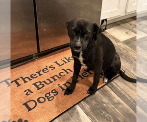 Mutt Dogs for adoption in Mount Pleasant, SC, USA