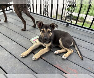German Shepherd Dog Dogs for adoption in Lakewood, CO, USA