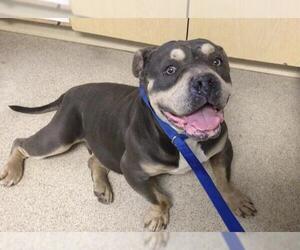 American Pit Bull Terrier Dogs for adoption in Riverside, CA, USA