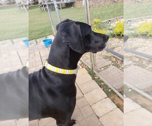 Great Dane Dogs for adoption in Scottsboro, AL, USA
