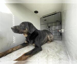 Labrador Retriever-Unknown Mix Dogs for adoption in Houston, TX, USA