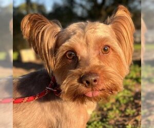 Silky Terrier Dogs for adoption in Magnolia, TX, USA