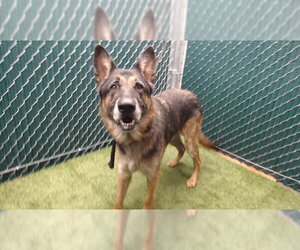 Medium Photo #2 German Shepherd Dog Puppy For Sale in Downey, CA, USA