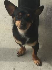Rat Terrier Dogs for adoption in Marrero, LA, USA