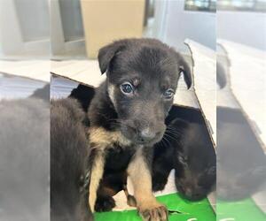 Labrador Retriever-Unknown Mix Dogs for adoption in San Antonio, TX, USA